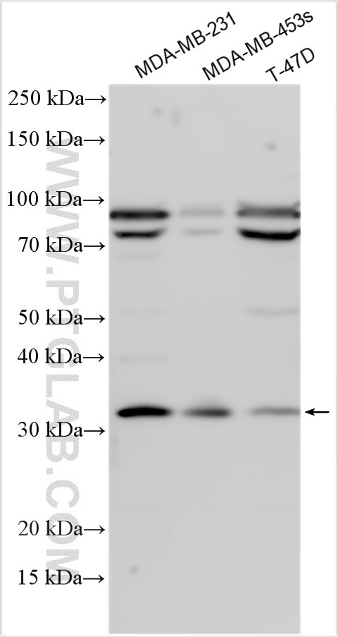 Cyclin G Antibody in Western Blot (WB)