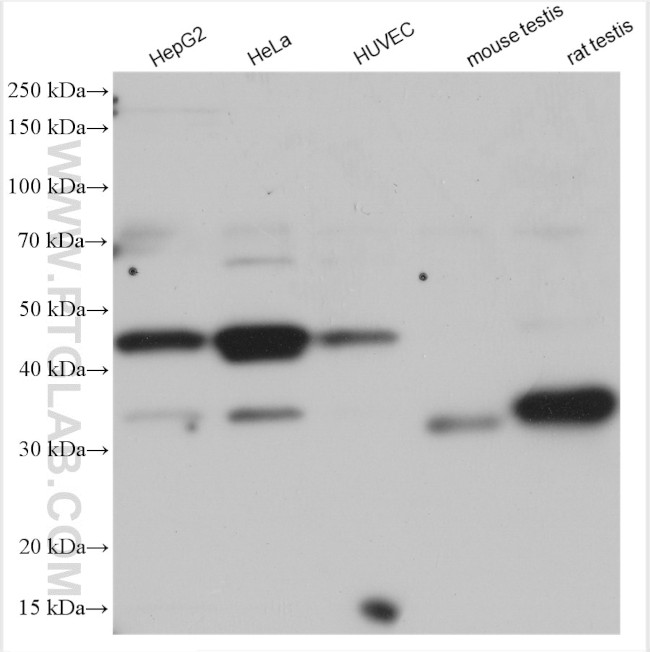 TFEC Antibody in Western Blot (WB)