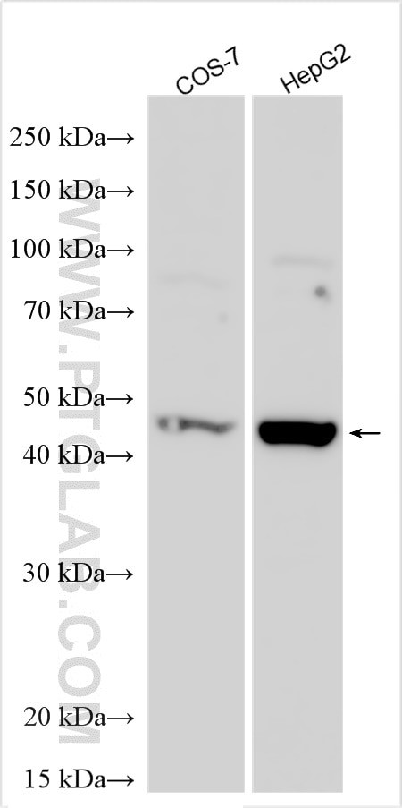 Renin Antibody in Western Blot (WB)
