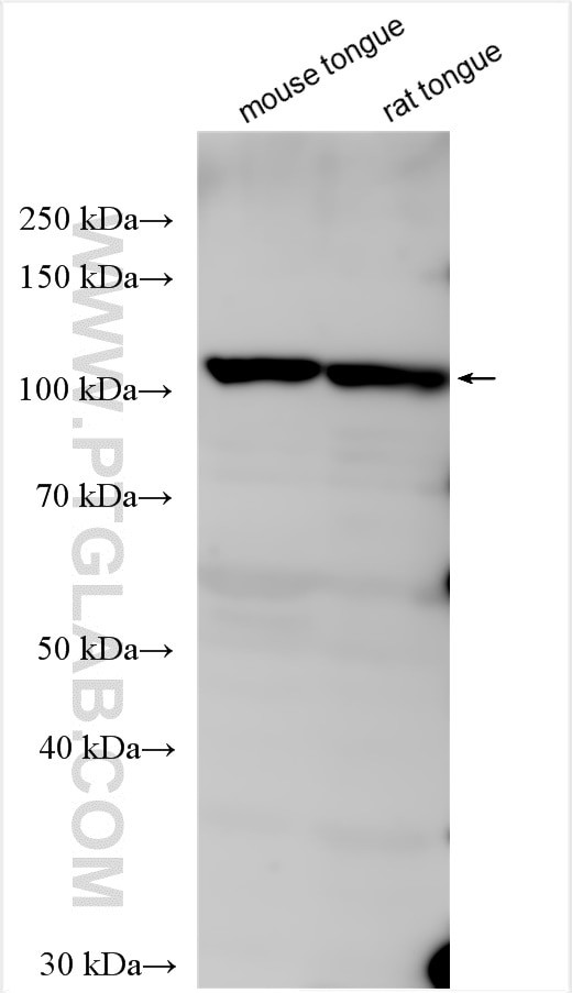 TAS1R2 Antibody in Western Blot (WB)