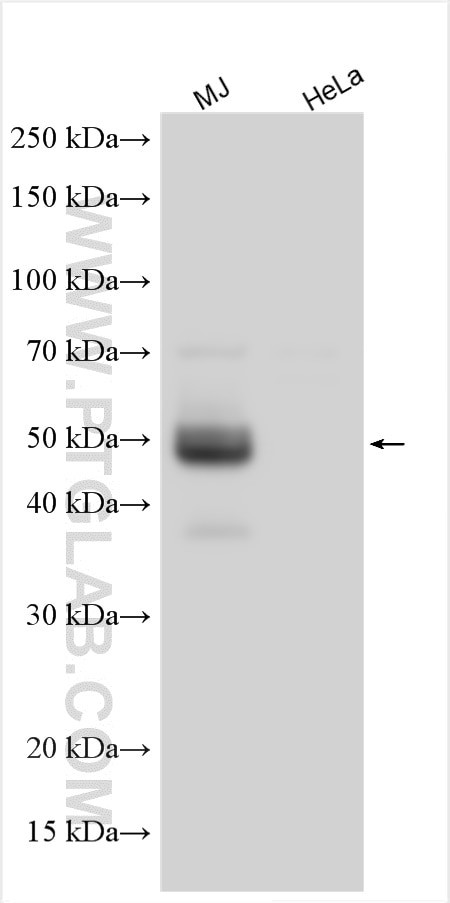 CD134/OX40 Antibody in Western Blot (WB)