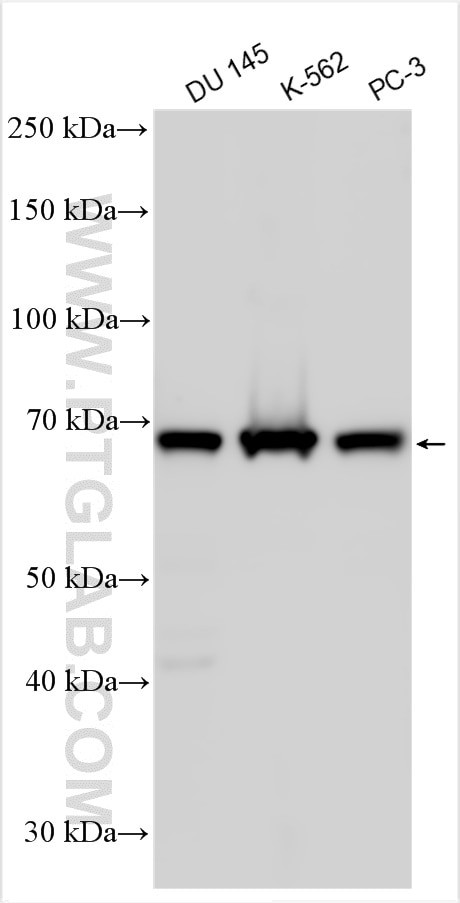 C19orf72 Antibody in Western Blot (WB)