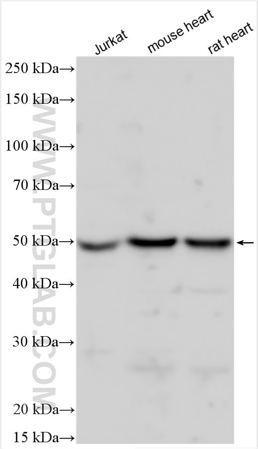 PPP2R5A Antibody in Western Blot (WB)