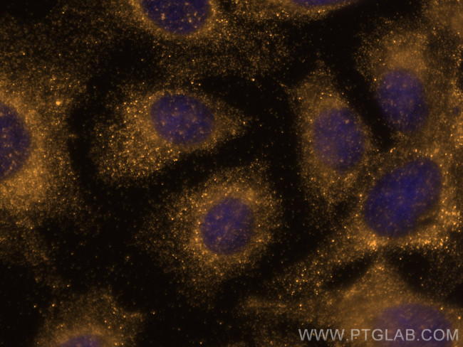 VPS13D Antibody in Immunocytochemistry (ICC/IF)