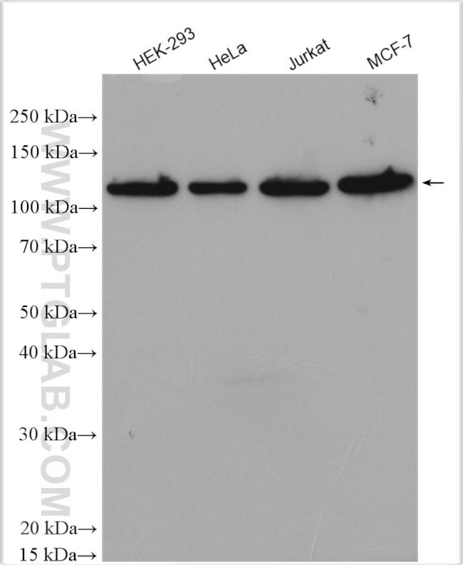 ZHX3 Antibody in Western Blot (WB)