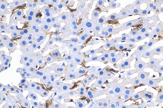 F4/80 Antibody in Immunohistochemistry (Paraffin) (IHC (P))