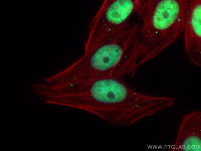 PSIP1 Antibody in Immunocytochemistry (ICC/IF)