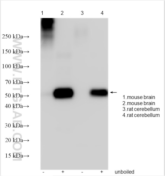 TNF-alpha Antibody in Western Blot (WB)