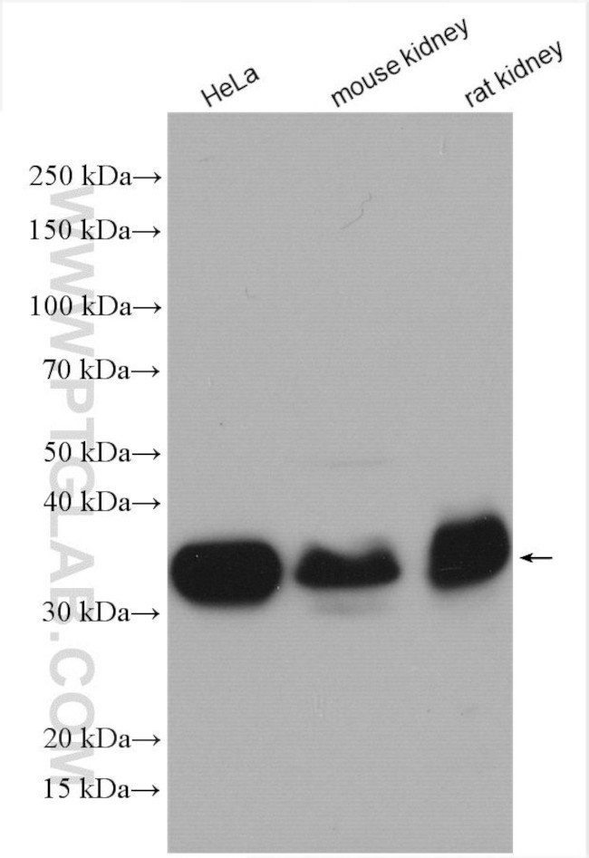 FOLR1 Antibody in Western Blot (WB)