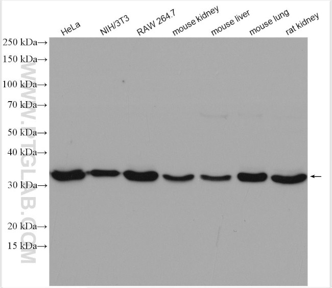 Annexin A4 Antibody in Western Blot (WB)