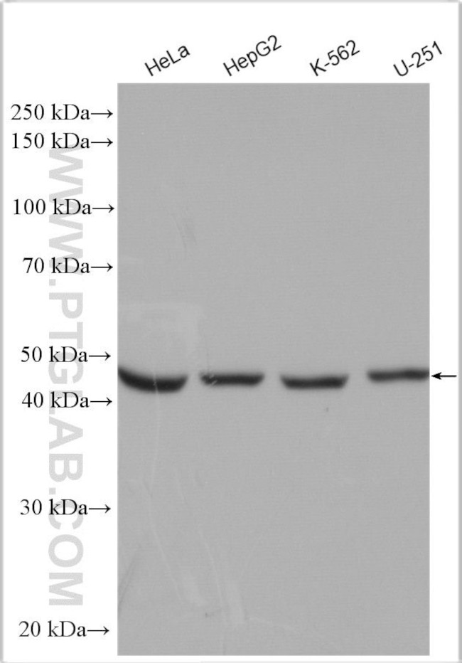 MRPL37 Antibody in Western Blot (WB)