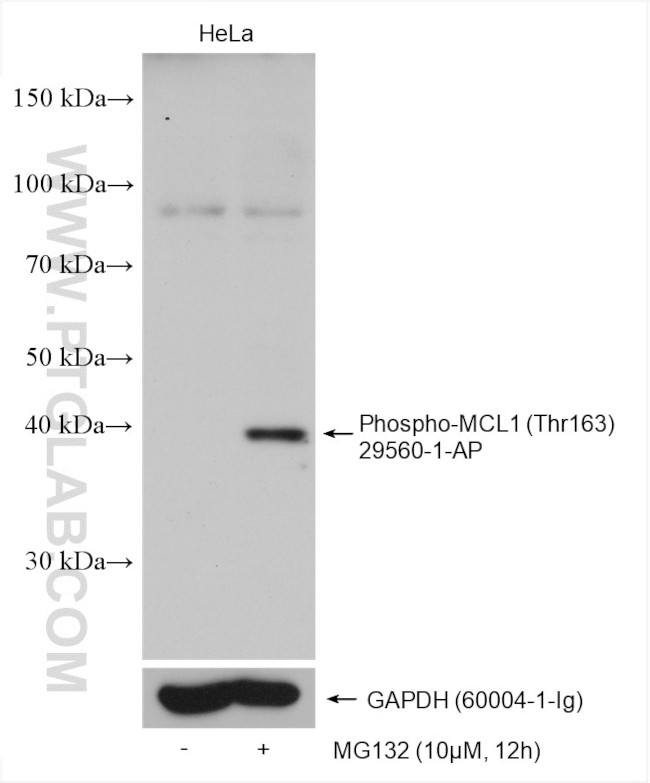 Phospho-MCL1 (Thr163) Antibody in Western Blot (WB)