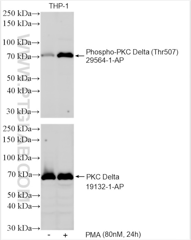 Phospho-PKC Delta (Thr507) Antibody in Western Blot (WB)