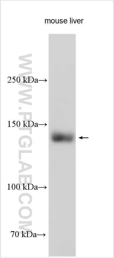 SULF2 Antibody in Western Blot (WB)