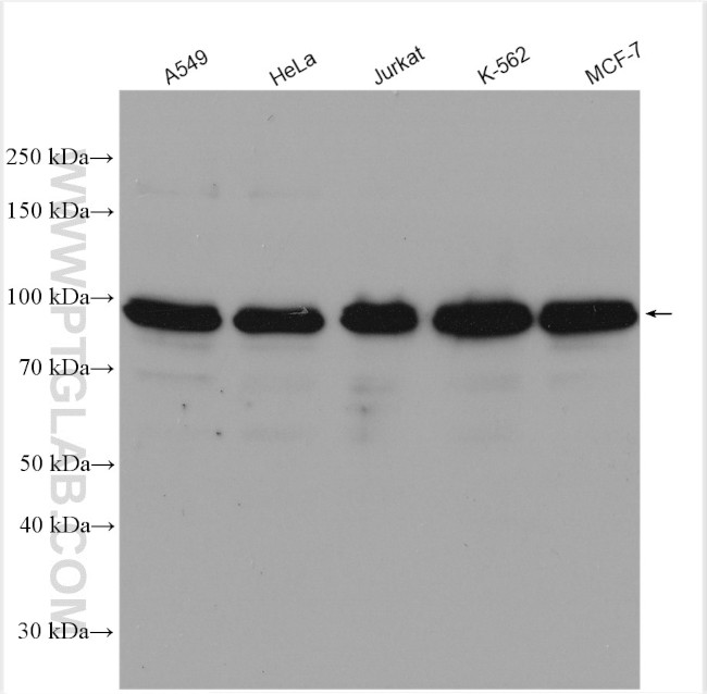 BICD2 Antibody in Western Blot (WB)