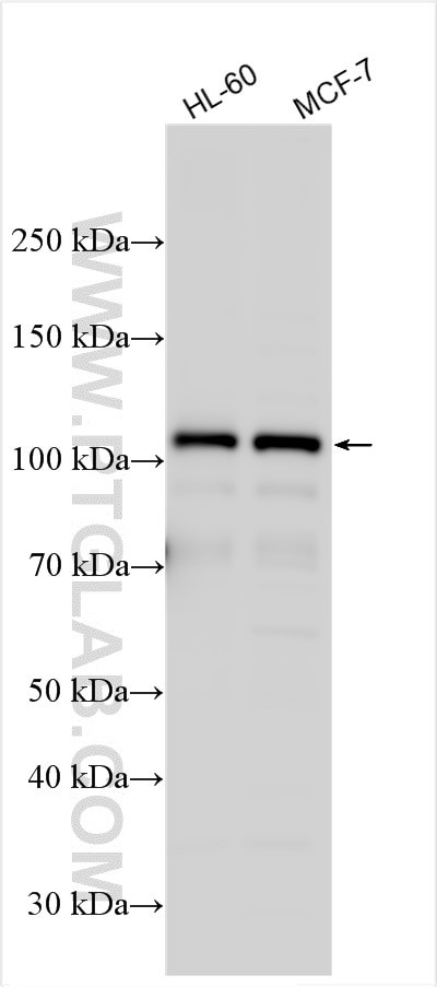 GEN1 Antibody in Western Blot (WB)