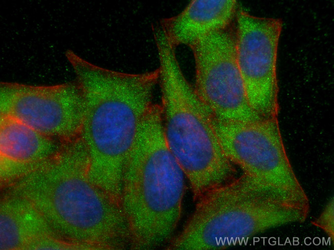 HTRA1 Antibody in Immunocytochemistry (ICC/IF)