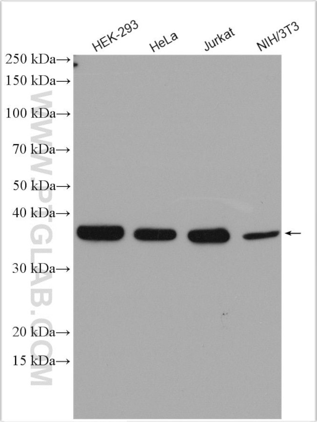 TRA2B Antibody in Western Blot (WB)