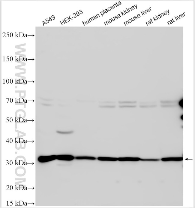 Phospho-VPS34 (Thr159) Antibody in Western Blot (WB)