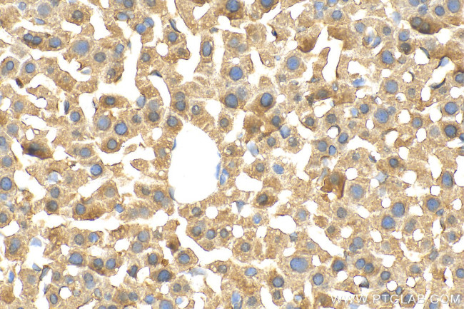 MXRA5 Antibody in Immunohistochemistry (Paraffin) (IHC (P))