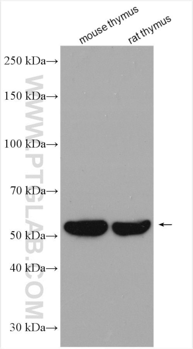 PD-1/CD279 Antibody in Western Blot (WB)