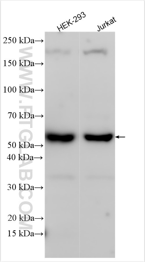 MPZL1 Antibody in Western Blot (WB)