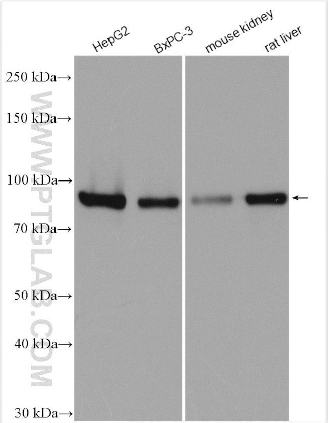 SEL1L Antibody in Western Blot (WB)