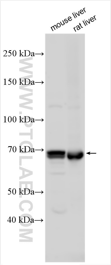 SLC27A6 Antibody in Western Blot (WB)