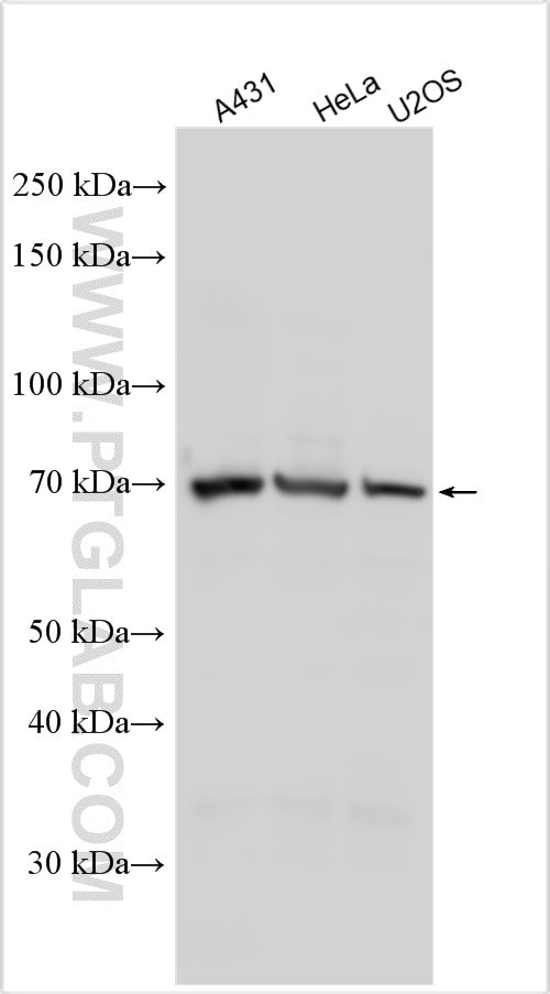 MIGA2/FAM73B Antibody in Western Blot (WB)