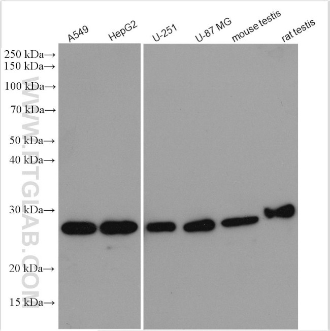 BAG2 Antibody in Western Blot (WB)