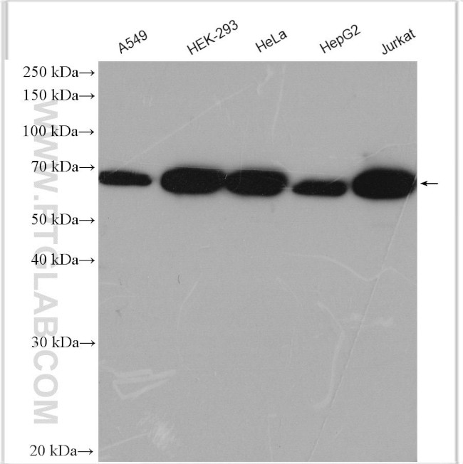 CCDC111/PRIMPOL Antibody in Western Blot (WB)