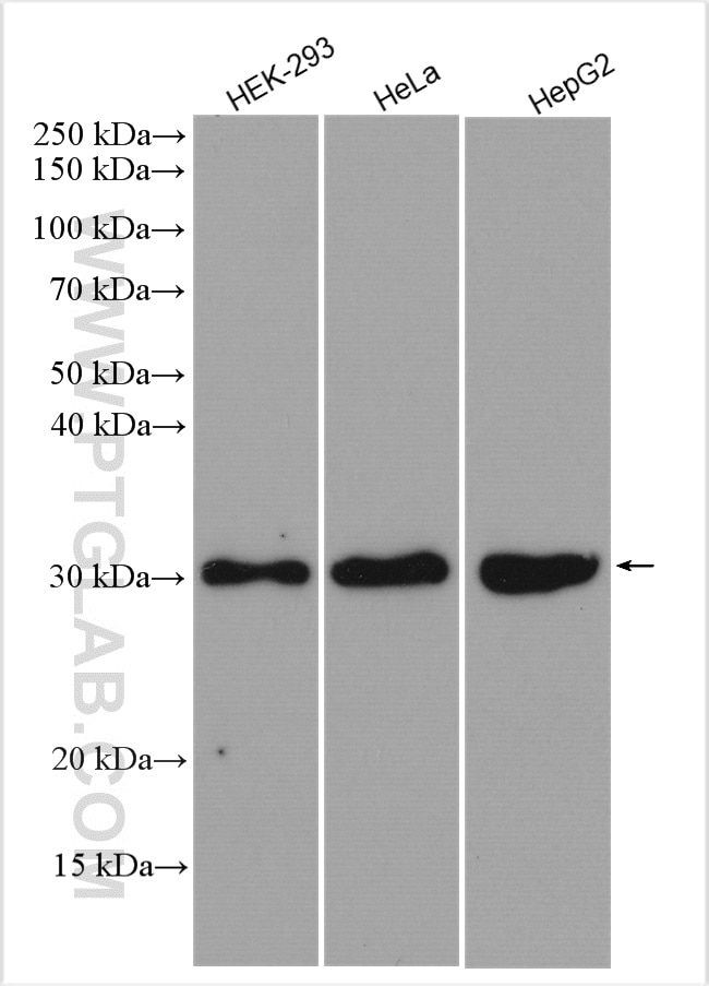 SIRT3 Antibody in Western Blot (WB)