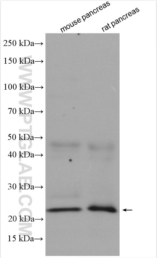 MIST1 Antibody in Western Blot (WB)