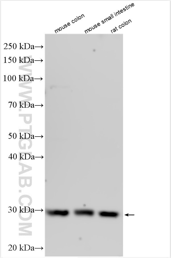 TNFSF15 Antibody in Western Blot (WB)