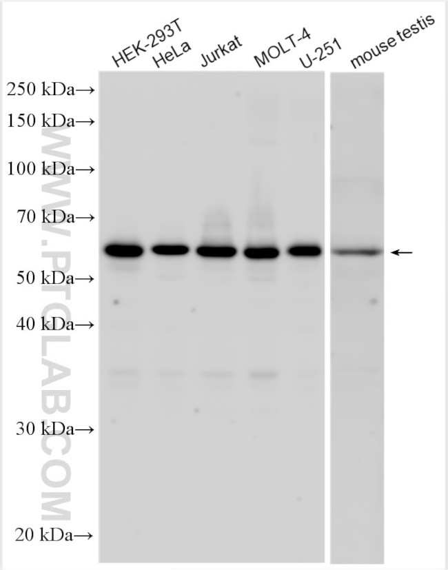 FAM114A2 Antibody in Western Blot (WB)