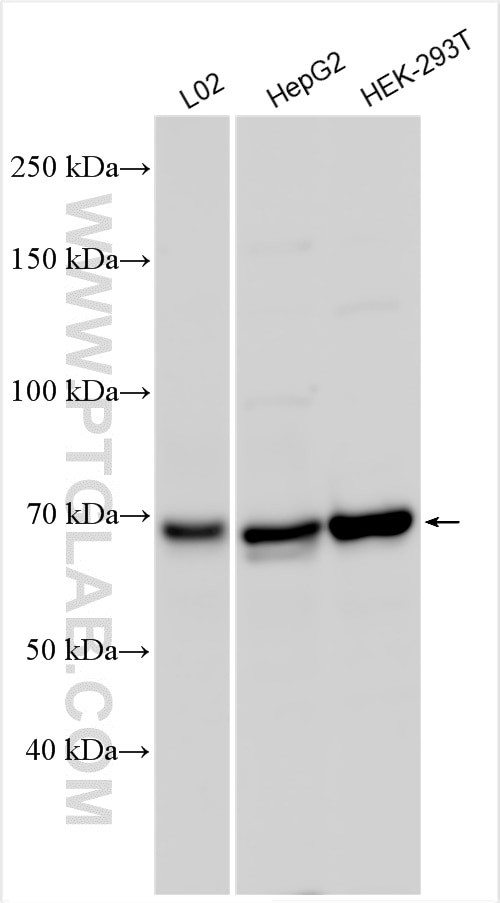 POLL Antibody in Western Blot (WB)