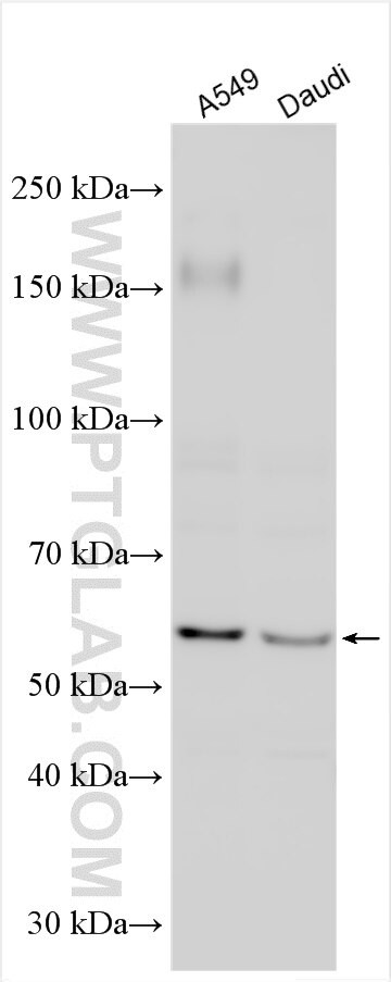 MEGF9 Antibody in Western Blot (WB)
