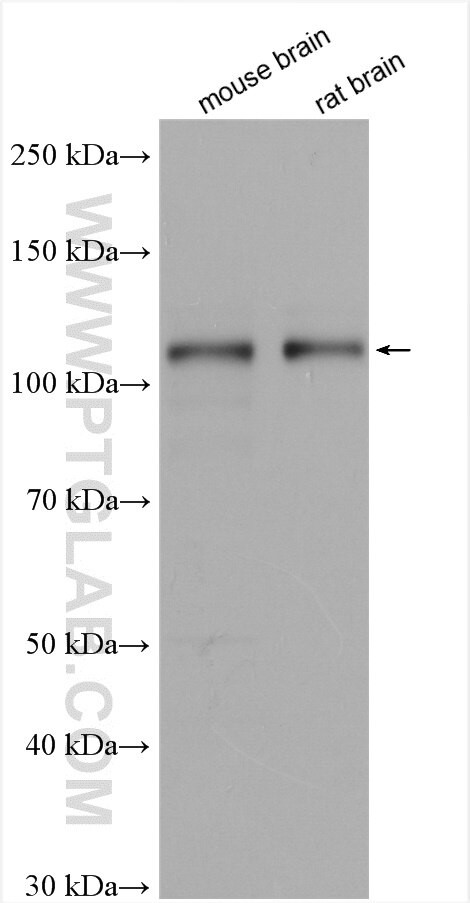 RAB12 Antibody in Western Blot (WB)