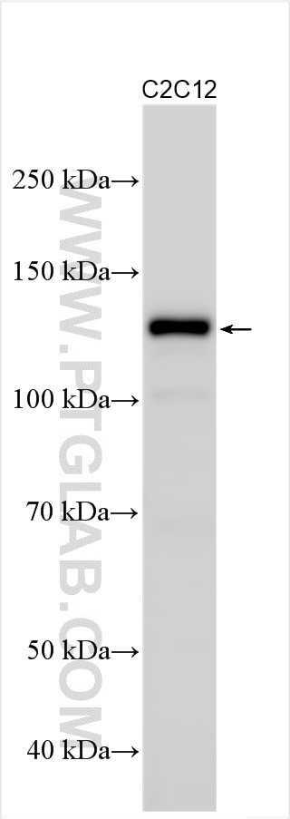 M-cadherin Antibody in Western Blot (WB)
