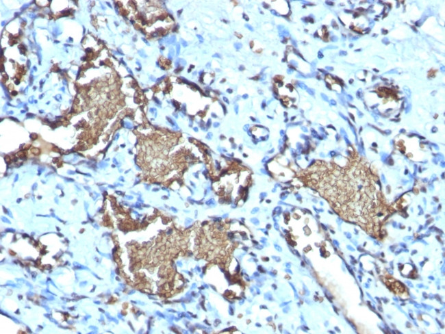 Glycophorin A/CD235a Antibody in Immunohistochemistry (Paraffin) (IHC (P))