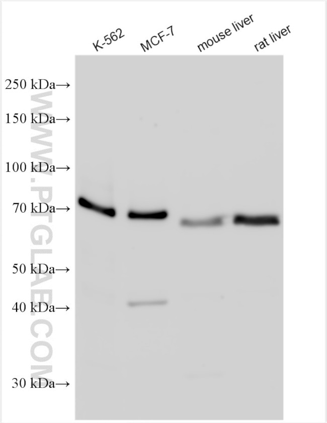 RIPK1 Antibody in Western Blot (WB)