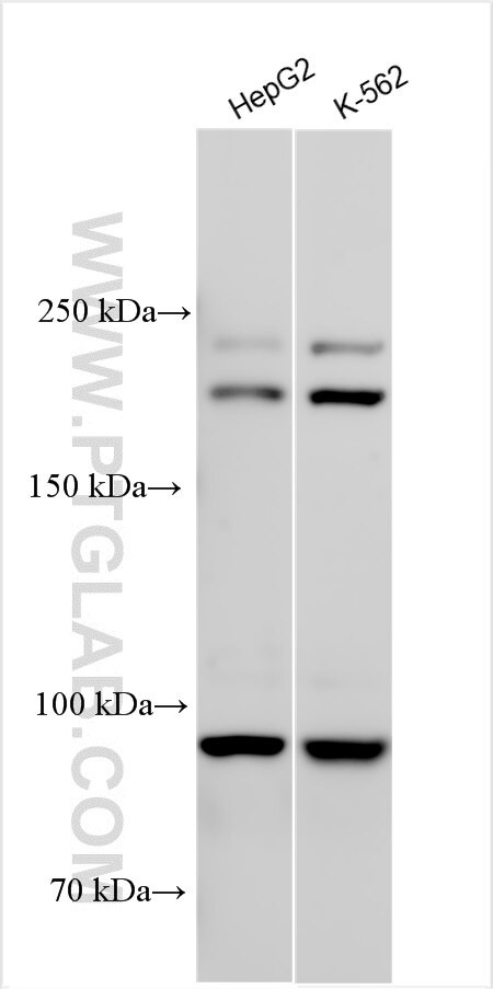 DICER1 Antibody in Western Blot (WB)