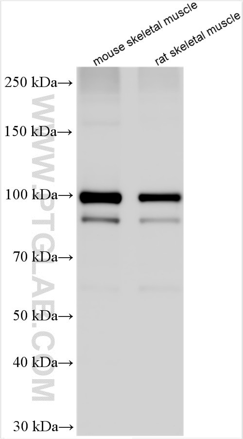 MAP3K10 Antibody in Western Blot (WB)