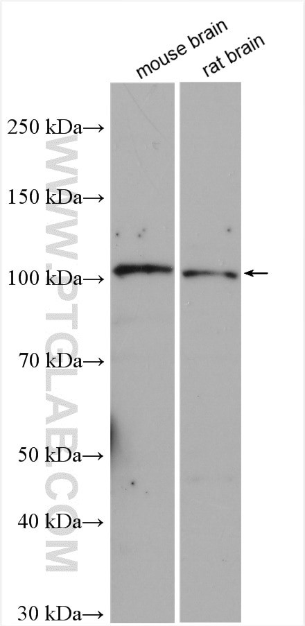 LGR5 Antibody in Western Blot (WB)