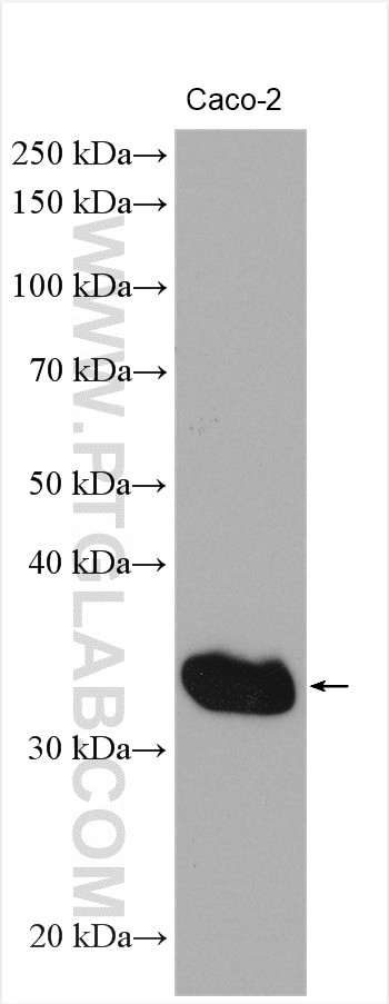 PSME3 Antibody in Western Blot (WB)