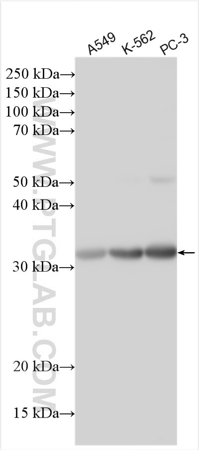 CD200R1 Antibody in Western Blot (WB)