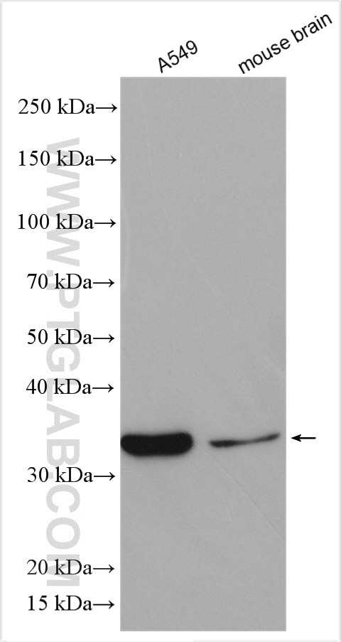 TRA2A Antibody in Western Blot (WB)