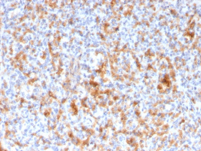 Granzyme B Antibody in Immunohistochemistry (Paraffin) (IHC (P))