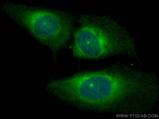 CCDC18 Antibody in Immunocytochemistry (ICC/IF)
