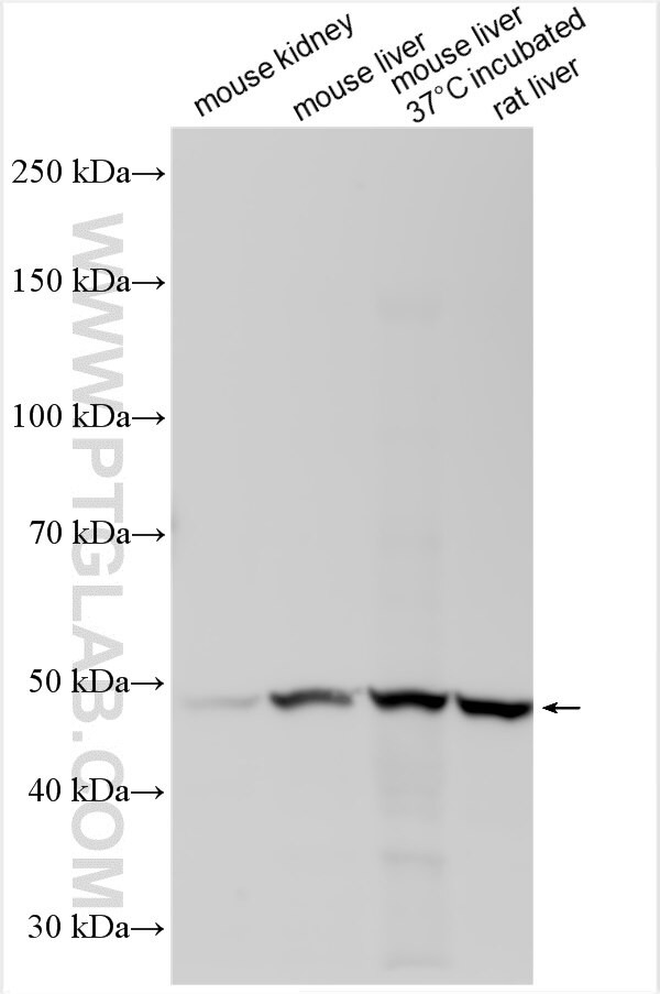 SLC43A2 Antibody in Western Blot (WB)